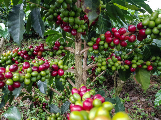 istock Coffee plantations in Colombia 1282159040