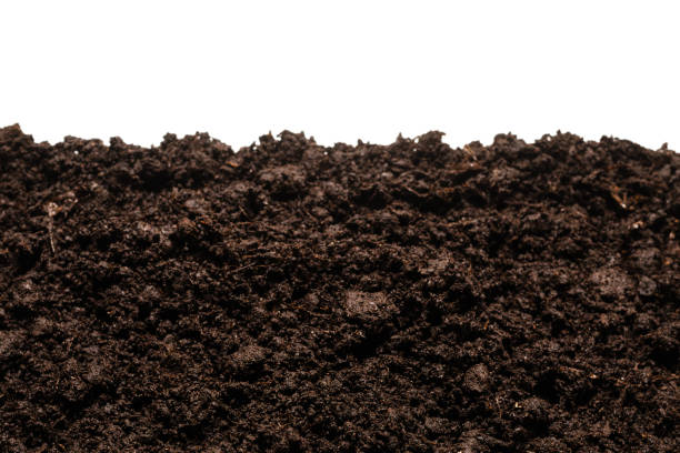 istock Black land for plant. 1282159287