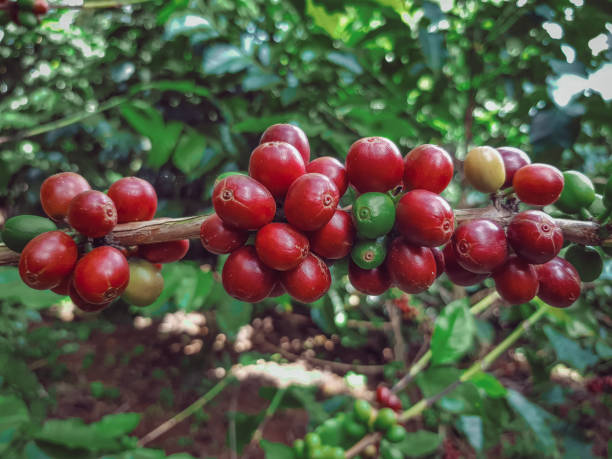 istock Coffee plantations in Colombia 1282159450