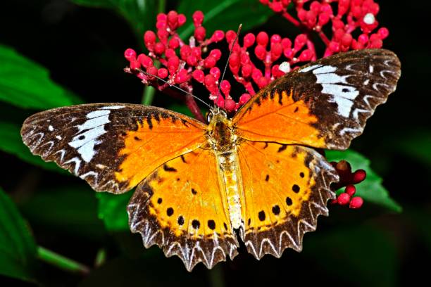 istock Butterfly spreading wings on flower. 1282159477