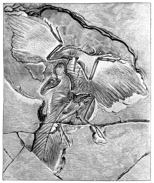 archaeopteryx ("cánh cũ"), đôi khi được gọi bằng tên tiếng đức của nó, urvogel ("chim nguyên bản" hoặc "chim đầu tiên"), là một chi khủng long giống như chim chuyển tiếp giữa khủng long lông không phải chim - dinosaur fossil hình minh họa sẵn có