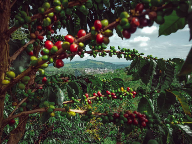istock Coffee plantations in Colombia 1282159503