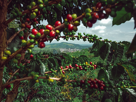 Coffee plantations in Colombia in harvest months