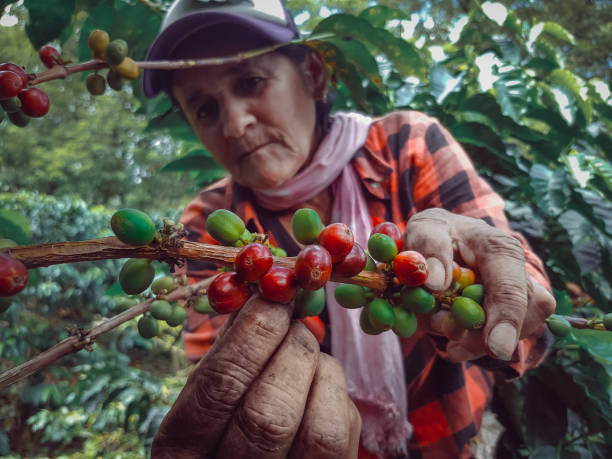 mujer campesina y agricultor recogiendo café - farm worker fotografías e imágenes de stock
