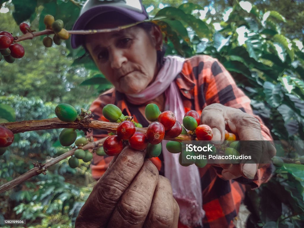 Peasant woman and farmer picking coffee Peasant woman and agriculture picking coffee in Colombian plantations Coffee - Drink Stock Photo