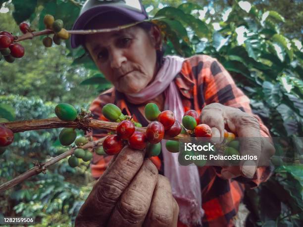 Peasant Woman And Farmer Picking Coffee Stock Photo - Download Image Now - Coffee - Drink, Coffee Crop, Farmer