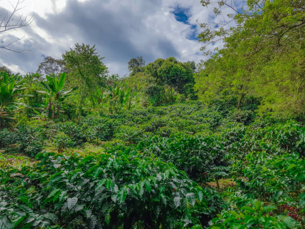 istock Coffee plantations in Colombia 1282159551