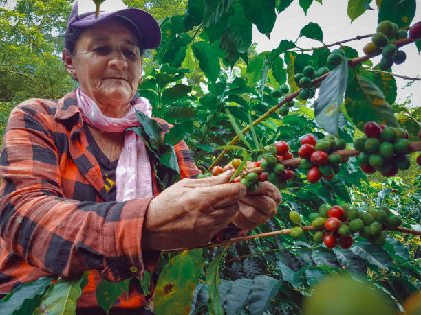 istock Peasant woman and farmer picking coffee 1282159604