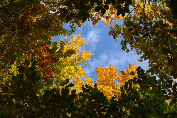istock wonderful colorful autumn scenery at a forest 1282159679
