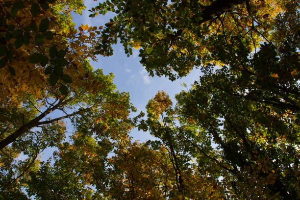 istock wonderful colorful autumn scenery at a forest 1282159845