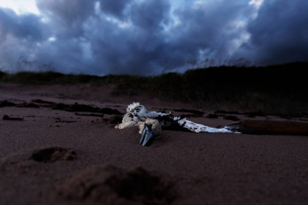 Dead Ganet on the Beach stock photo