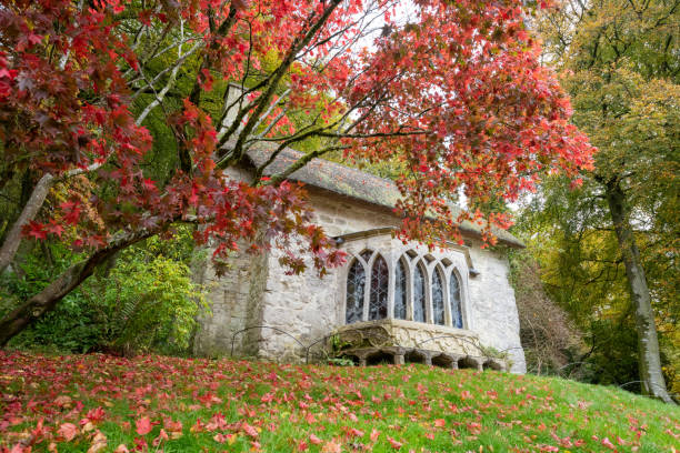 stourhead gardens - acer japonica stock-fotos und bilder