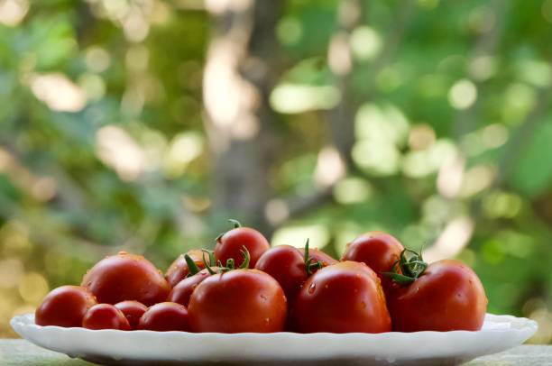 istock Red organic tomato for pizza 1282161045