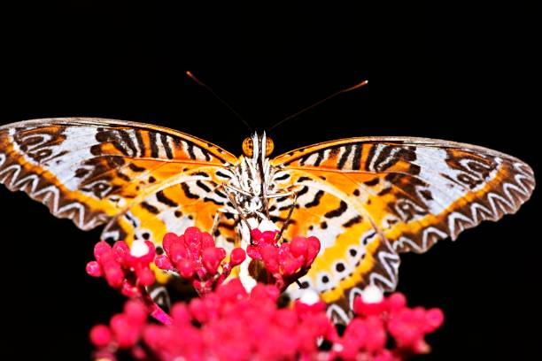 istock Butterfly spreading wings and drinking juice from flower. 1282161435