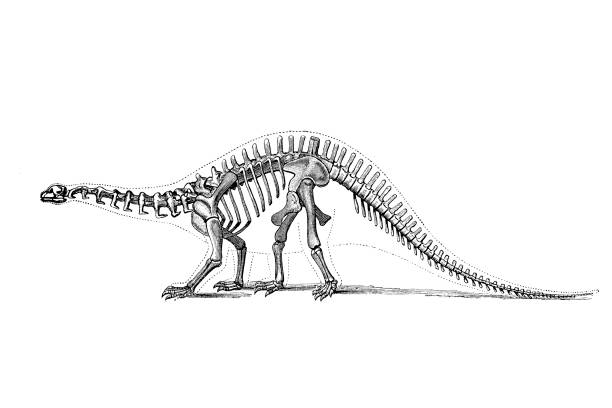 brontosaurus – rodzaj zauropodów z rodziny sa - animal skull animal bone anatomy animal stock illustrations