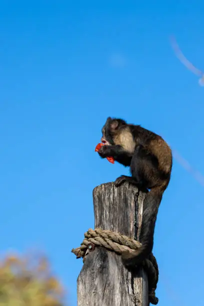 Golden-bellied capuchin (latin: Cebus xanthosternos) these Capuchin monkeys live in groups consisting of about 3-30 individuals with a hierarchy determining their social status