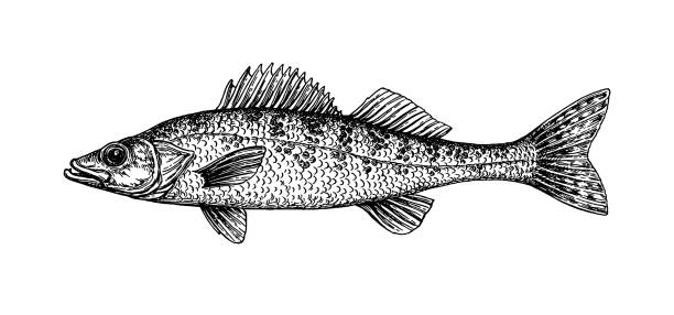 Walleye fish ink sketch Walleye or yellow pike. Freshwater fish. Ink sketch isolated on white background. Hand drawn vector illustration. Retro style. gobio gobio stock illustrations