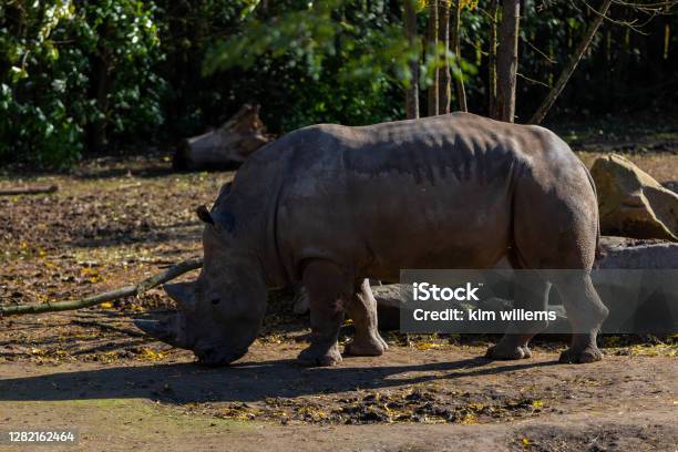 White Rhinoceros Almost The Largest Land Animal And Terrestrial Mammal  Alive Today But Is Endangered Due To Poaching For The Ivory Horns On Their  Trunk Stock Photo - Download Image Now - iStock