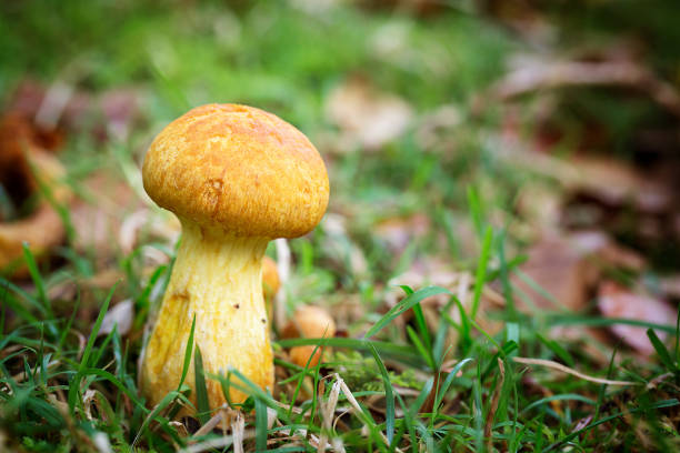 istock Boletus fungus 1282162537