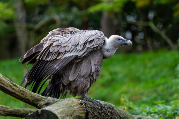 istock A Griffon vulture (latin: Gyps fulvus) one of the largest predator birds 1282162700