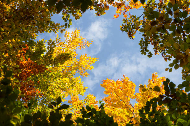 istock Colorful leaves tree in autumn season over blue sky 1282163659