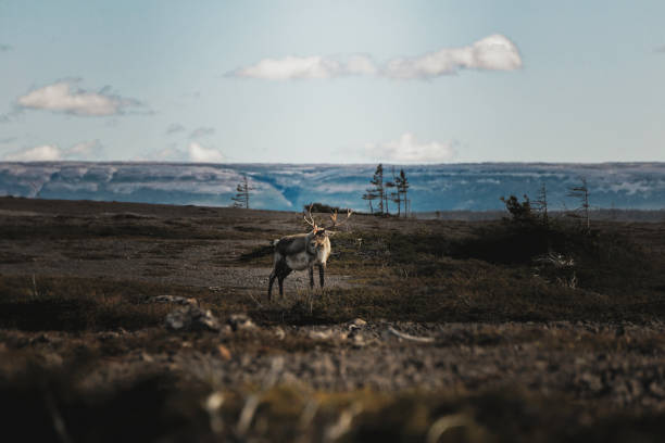 Male Caribou stock photo