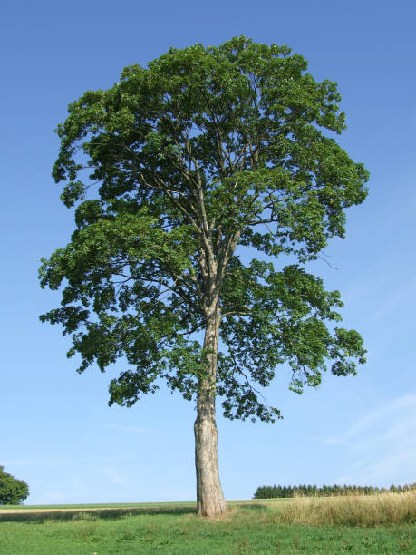 istock maple fruits bark wood tree deciduous foliage 1282165086