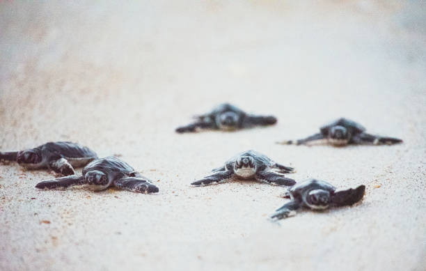 istock Green Sea Turtle Hatchlings 1282165133