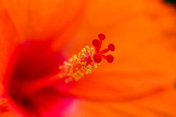 Close up of Hibiscus flower in garden.