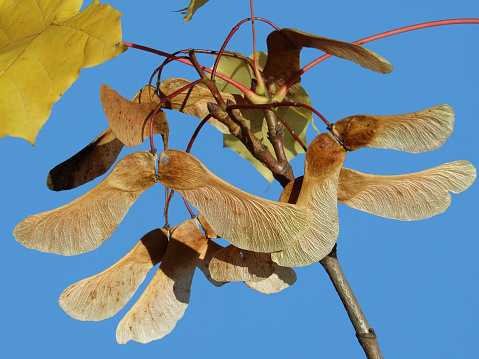 tree species with detail photos of flowers and fruits and leaves