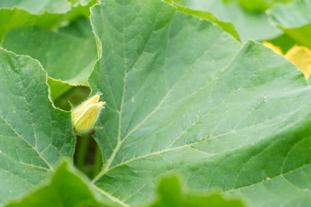 cukinia roślin. kwiat cukinii. zielony szpik warzywny rosnący na krzaku w ogrodzie warzywnym widzianym od dołu - planting growth plant gourd zdjęcia i obrazy z banku zdjęć