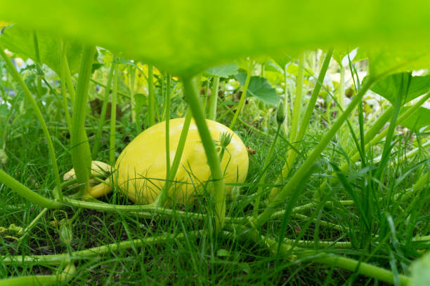 cukinia roślin. kwiat cukinii. zielony szpik warzywny rosnący na krzaku w ogrodzie warzywnym widzianym od dołu - planting growth plant gourd zdjęcia i obrazy z banku zdjęć