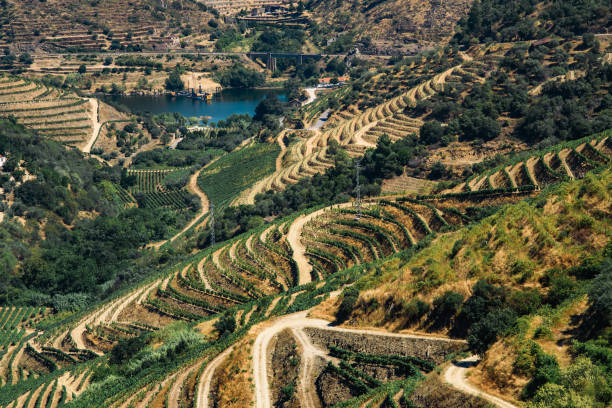 istock The vineyards hills. Summer. Sunny day. 1282165344