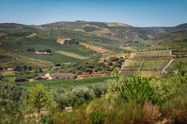 istock The vineyards hills. Summer. Sunny day. 1282165384