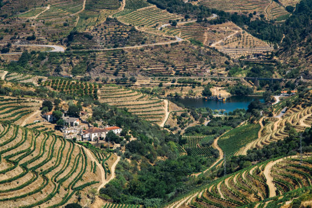 istock The vineyards hills. Summer. Sunny day. 1282165396