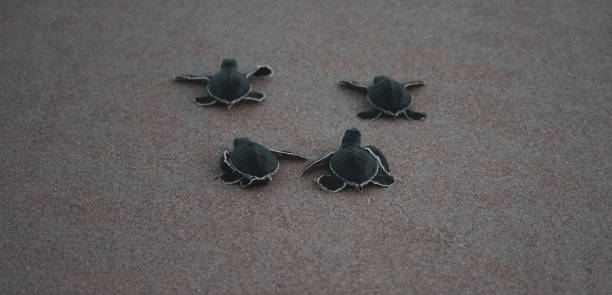 istock Green Sea Turtle Hatchlings 1282165456
