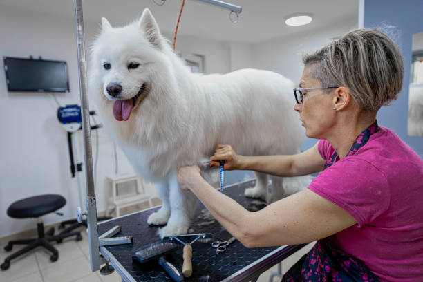 istock Female dog groomer brushing a Samoyed  dog 1282165467