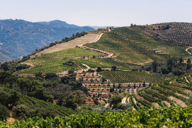 istock The vineyards hills. Summer. Sunny day. 1282165470