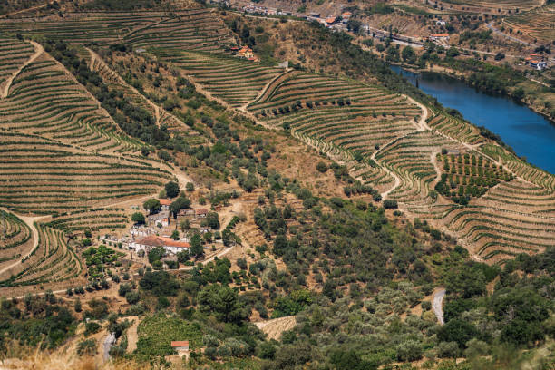 istock The vineyards hills. Summer. Sunny day. 1282165528