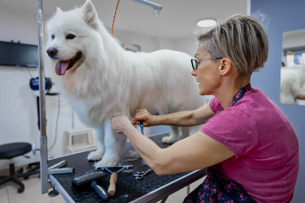 istock Female dog groomer brushing a Samoyed  dog 1282165538