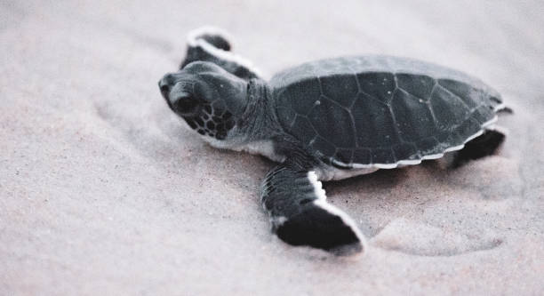 istock Green Sea Turtle Hatchlings 1282165553