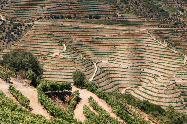 istock The vineyards hills. Summer. Sunny day. 1282165590