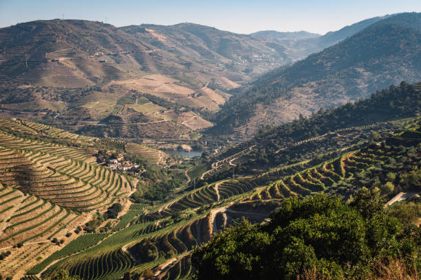 istock The vineyards hills. Summer. Sunny day. 1282165605