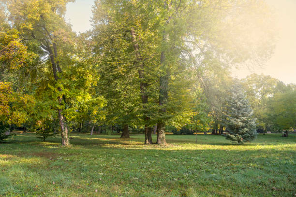 istock Morning glow in the park in the fall 1282165618