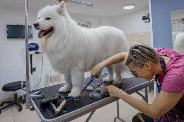 istock Female dog groomer brushing a Samoyed  dog 1282165679