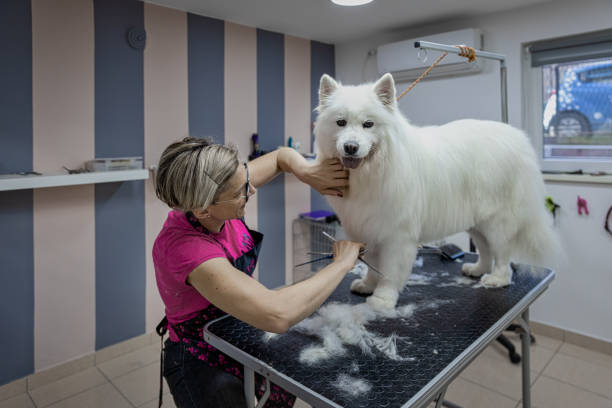 istock Female dog groomer brushing a Samoyed  dog 1282165696