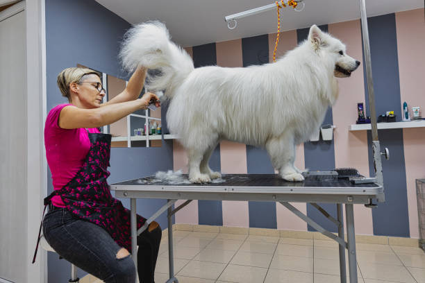 istock Female dog groomer brushing a Samoyed  dog 1282165729