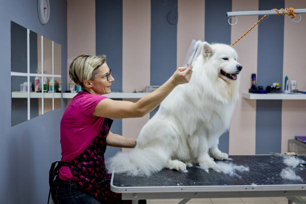 Female dog groomer brushing a Samoyed  dog