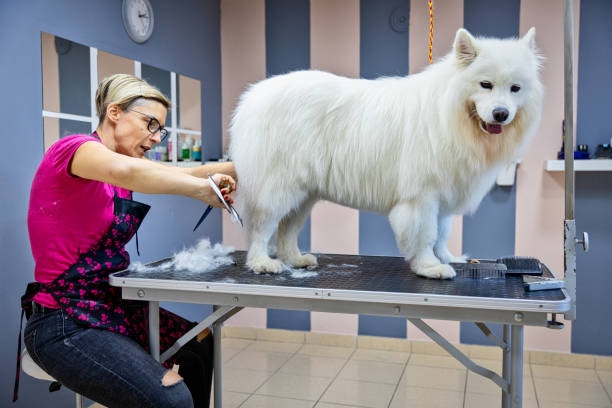 istock Female dog groomer brushing a Samoyed  dog 1282165812