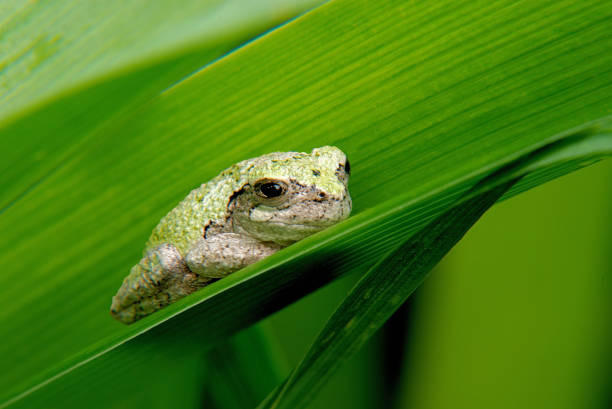 緑の葉の木のカエル - green treefrog frog common frog tree frog ストックフォトと画像